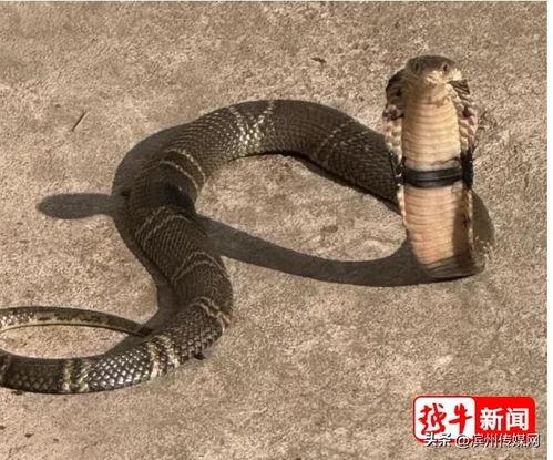 眼镜蛇的资料,神秘与危险的丛林守护者