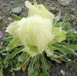 千年雪莲图片,冰封雪域中的神秘之花